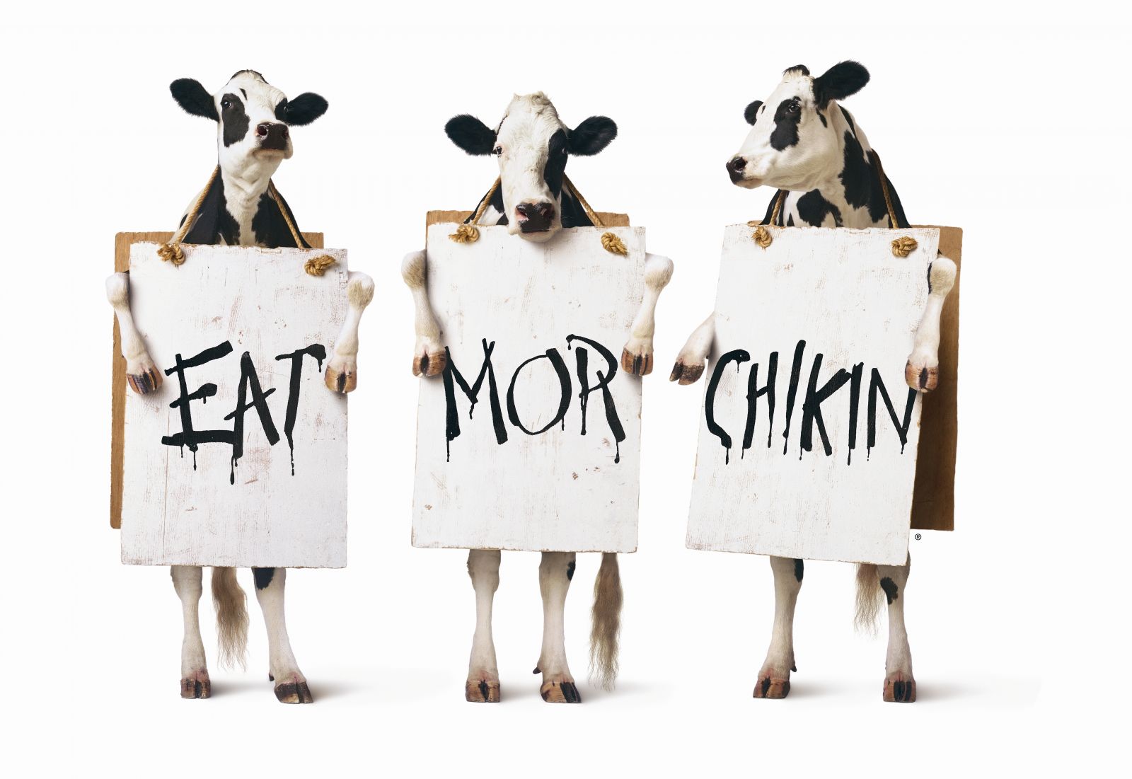 Example: Cows from Chick-Fil-A