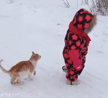 Cat jumps on toddler GIF