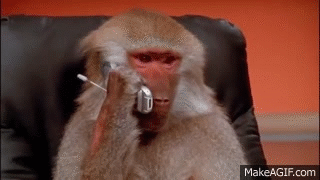 monkey on cell phone
