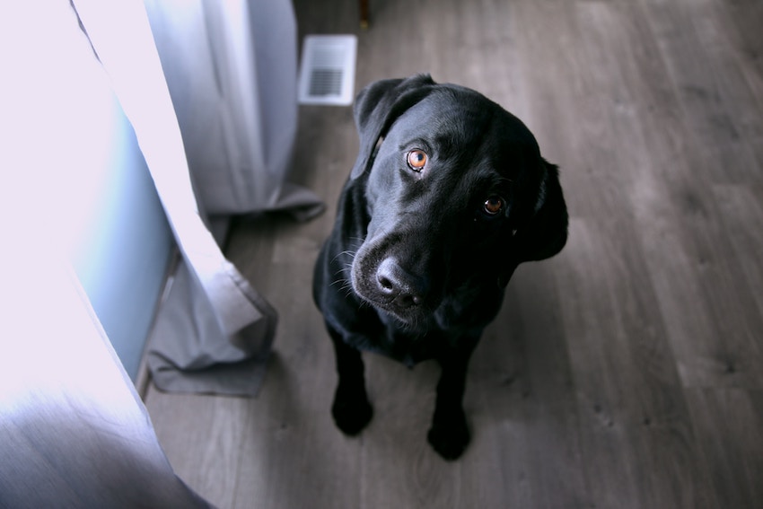 black lab looking up 