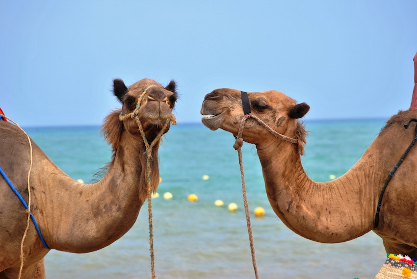 camel smirking at another camel