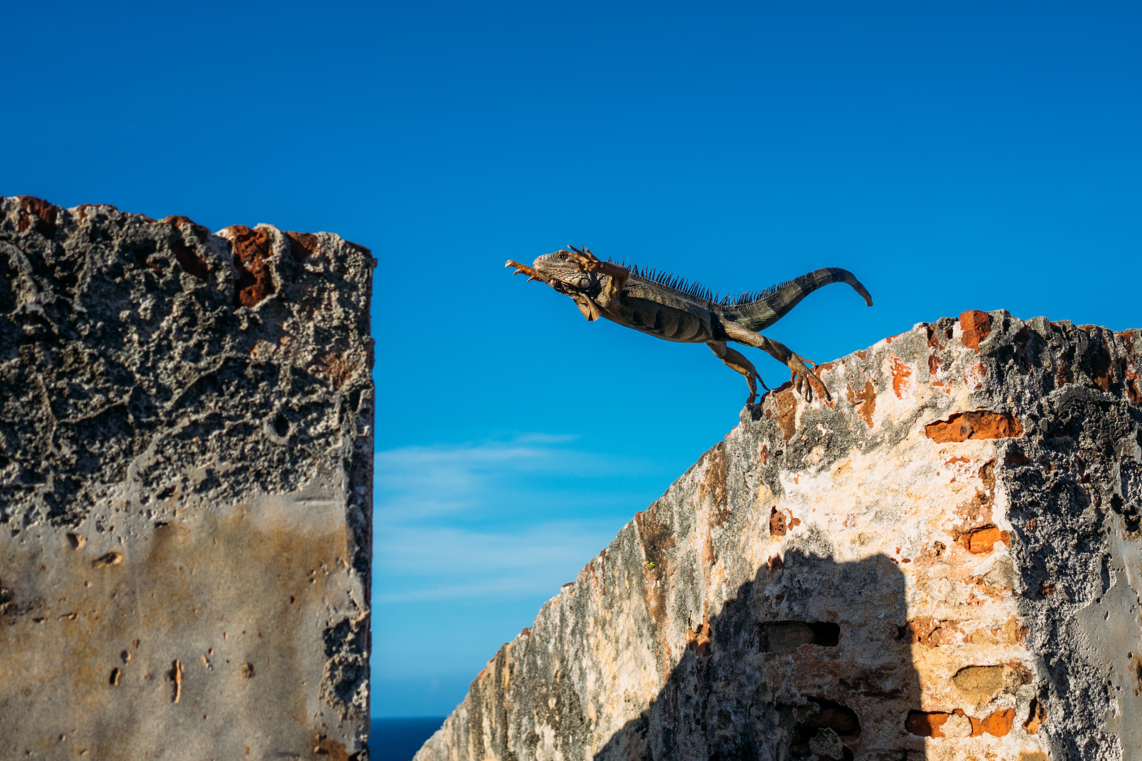 iguana jumping across gap
