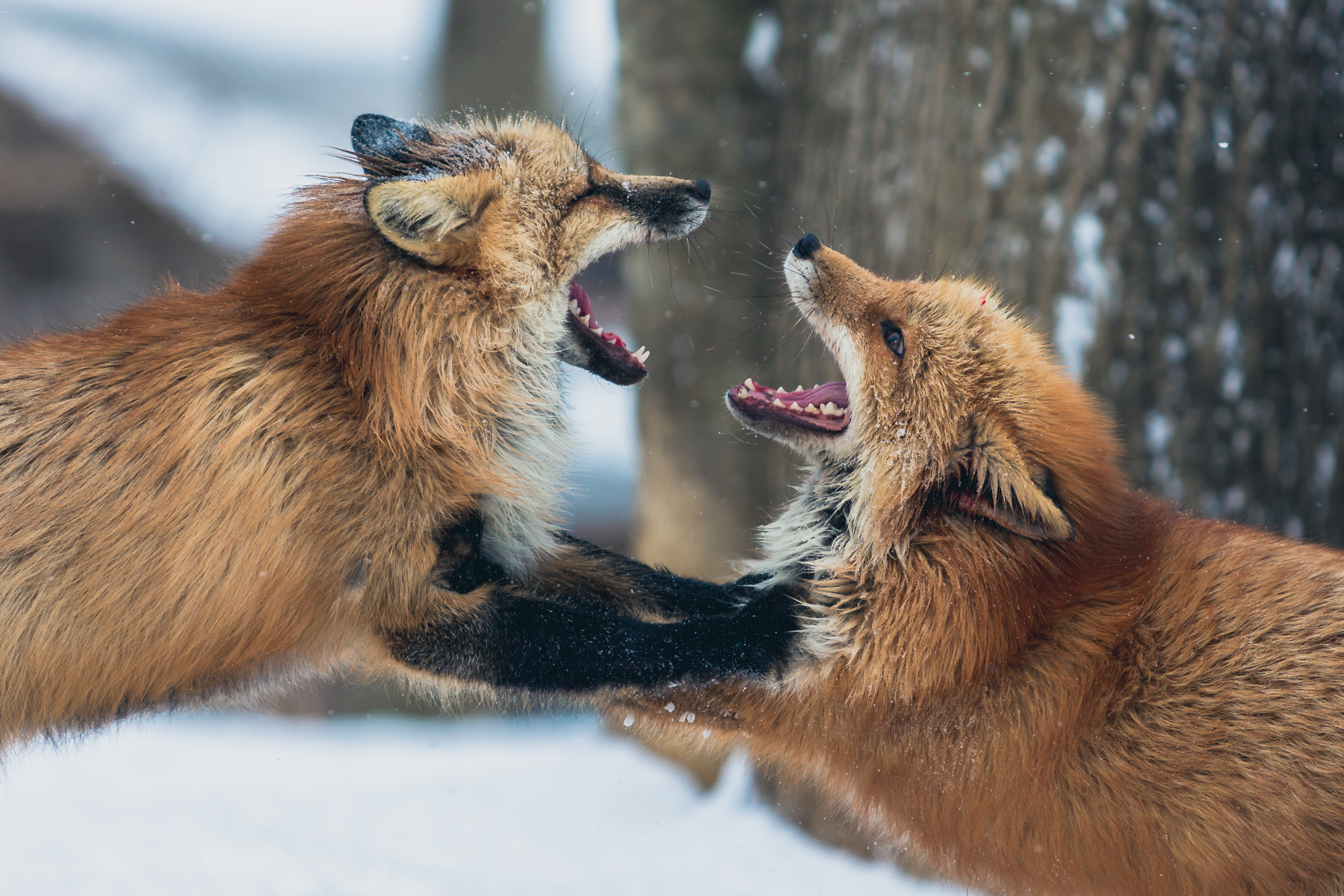 two foxes fighting in the snow