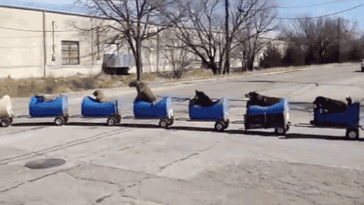 GIF of dogs riding a train