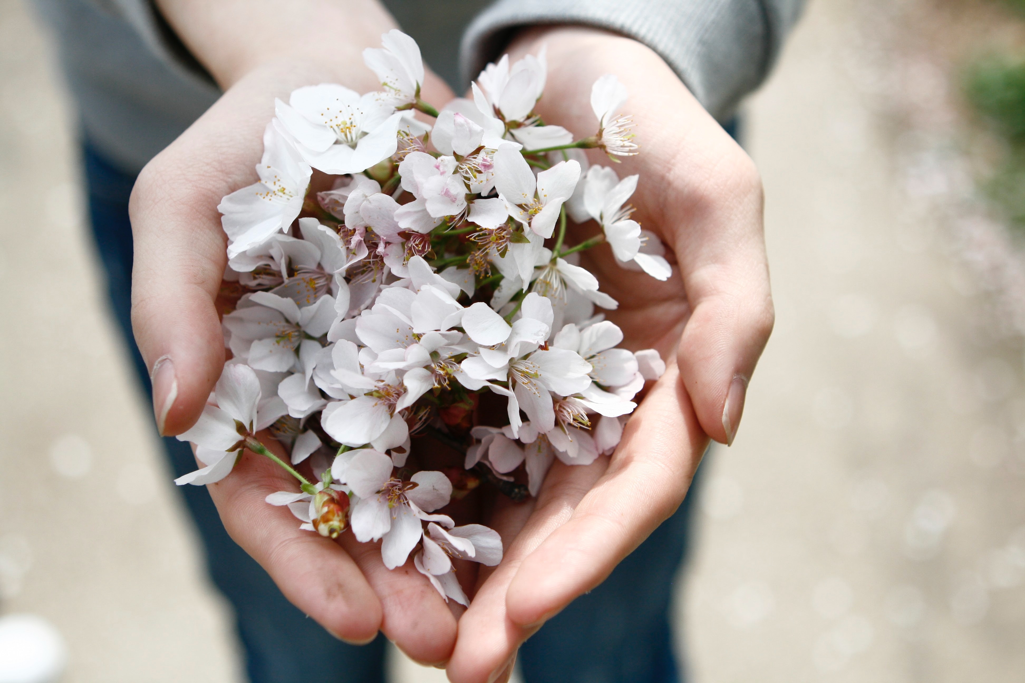 hands holding flowers