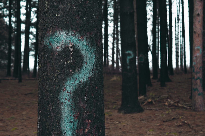 trees with question marks painted on them