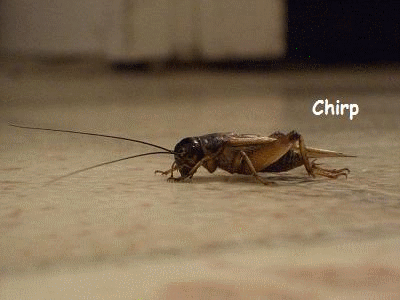 GIF of cricket chirping