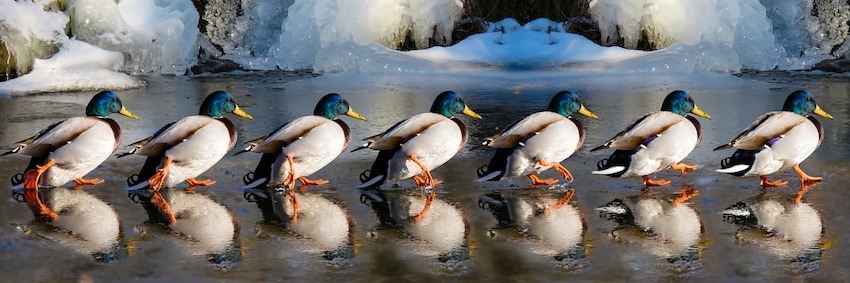 photo of ducks walking in a row