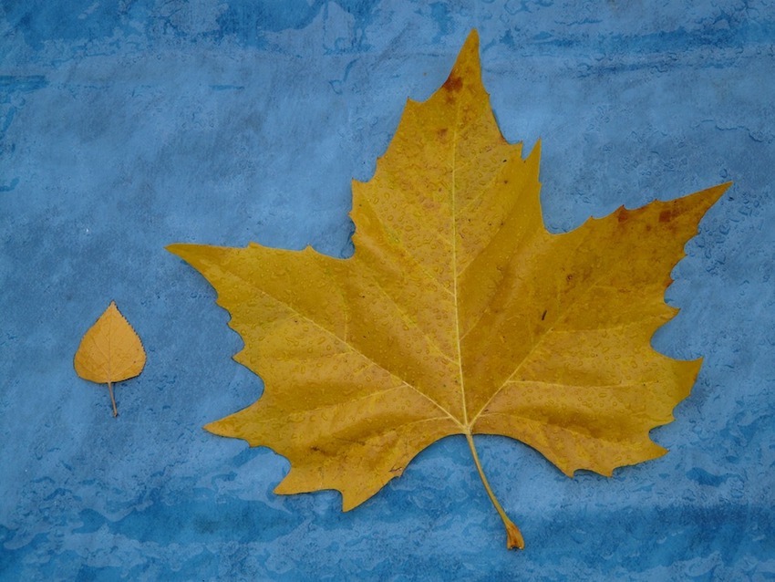 large yellow leaf next to small yellow leaf comparison