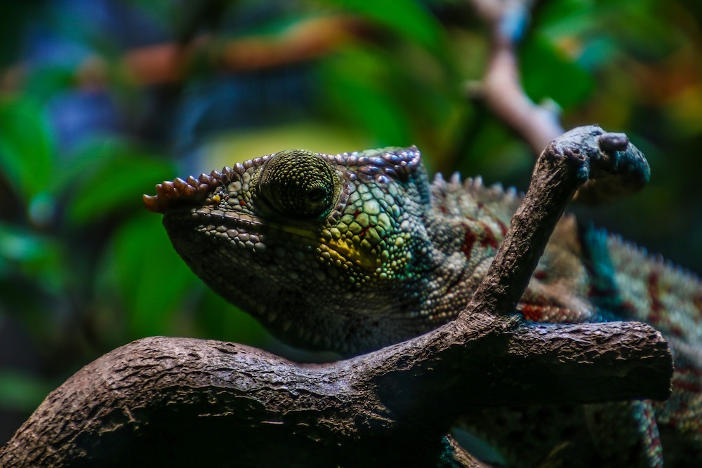 iguana blending into its environment