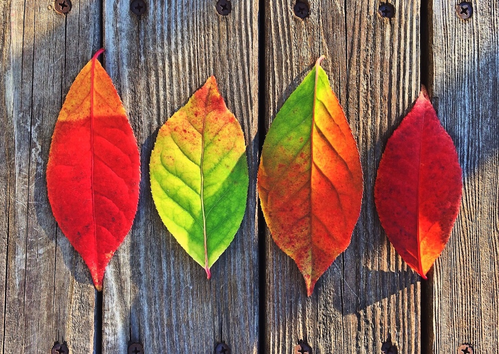 four leaves turning red laying on wood surface