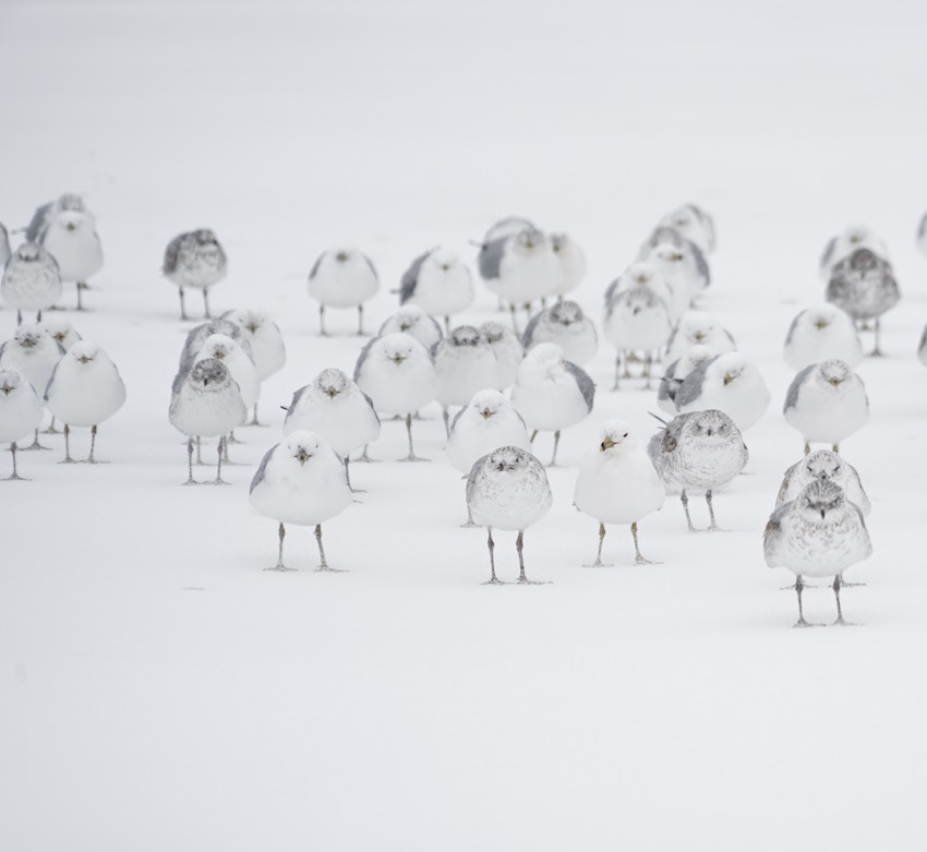 flock of seagulls in the snow